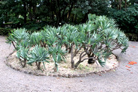 Botanical Gardens, Puerto de la Cruz