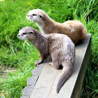 Fenn Bell Zoo [13] Otter