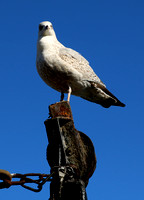Eyemouth - seagull on lookout